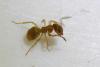 Lasius sp.